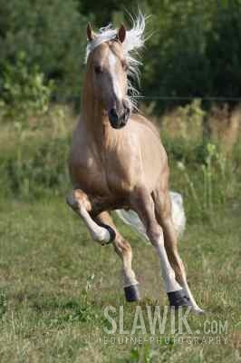 Tennesse Walker Yellow 34.JPG